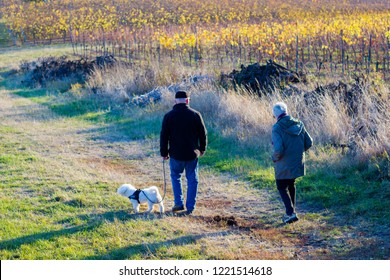 Unidentified Elderly Couple Walking Their Dog  Through A Scenic Vineyard And Agricultural Landscape. Concept Of Being Active And Enjoying Life Outdoors In Old Age.