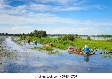 Unidentified famers are rowing on flooding lotus field in Mekong delta, Vietnam
