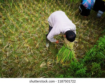 Unidentified local people harvesting paddy during drain season for own consume and export purpose in Sapa, Vietnam. Rice is a main commodity in Vietnam. - Shutterstock ID 1187501722