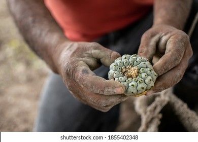 Unidentified man with rough hands holding a button of peyote (Lophophora williamsii), a psychoactive cactus found in the Mexican deserts