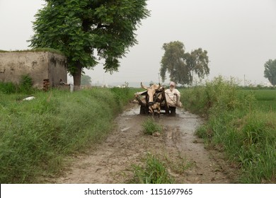 unidentified person on a bullock cart in the fields of ludhiana, punjab, india on 5 august 2018