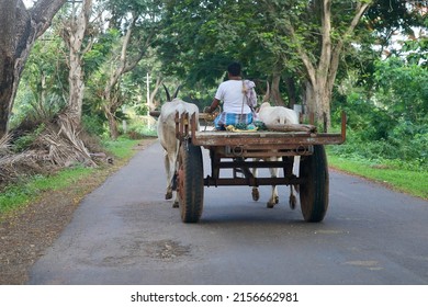 An unidentified South Indian farmer is riding a bullock cart on a village road at Davangere, Karnataka, India.