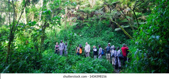 3,414 Congo rainforest Images, Stock Photos & Vectors | Shutterstock