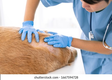 Unidentified Veterinarian Exam The Dog Skin Problem, Concept Of Healthcare, Medical And Skin Disease In Pet Animal.