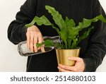 Unidentified woman watering the plant from a glass jug in her hand. Front view