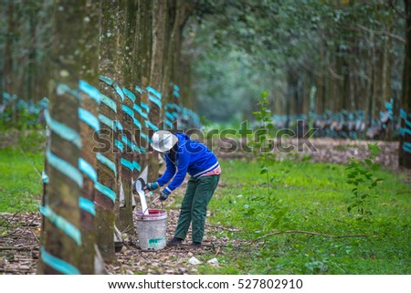An unidentified woman working in a rubber tree forest collecting latex.