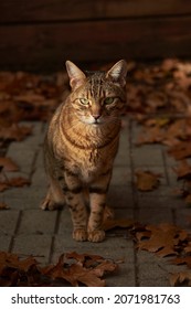 Unimpressed Cat Standing Amongst Leaves