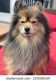 Unimpressed Dog On Red Chair