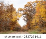 Unimproved country road lined by birch and deciduous trees with fall foliage in the St. Croix National Scenic Riverway in Wisconsin.