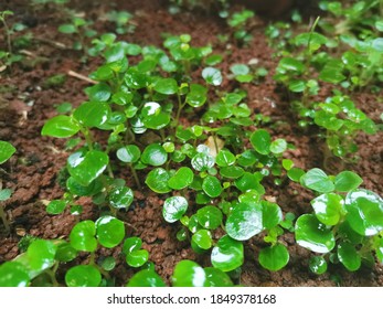 Uninvited Little Forest In The Garden