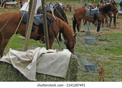 Union Cavalry Horses On Picket Line,   Civil War Battle Re-enactment,  Port Gamble, WA