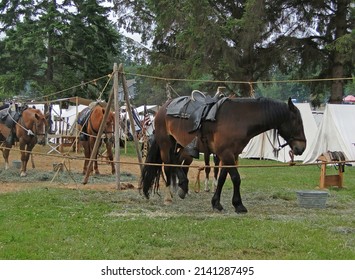 Union Cavalry Horses On Picket Line,   Civil War Battle Re-enactment,  Port Gamble, WA