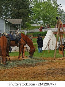 Union Cavalry Horses On Picket Line,   Civil War Battle Re-enactment,  Port Gamble, WA