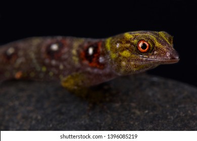 Union Island Gecko (Gonatodes Daudini)