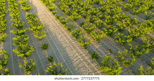 Unique aerial perspective capturing a sharp orchard border where vibrant lines of trees abruptly meet the boundary of a dry empty field.