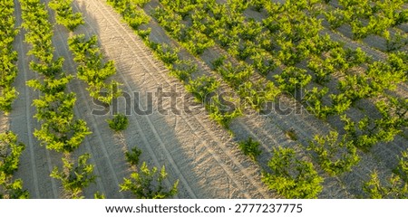Unique aerial perspective capturing a sharp orchard border where vibrant lines of trees abruptly meet the boundary of a dry empty field.