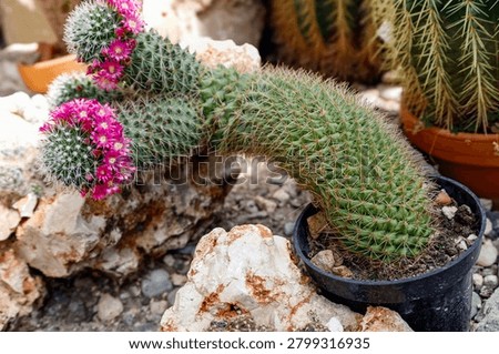 A unique, arching cactus specimen displays a cluster of bright pink blossoms amidst rough stones and other desert flora