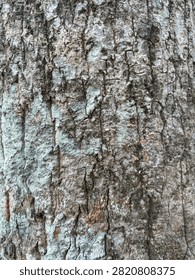 Unique and attractive tree bark background featuring natural patterns, rough textures, and organic details, creating a rustic nature surface ideal for creative designs and backgrounds.