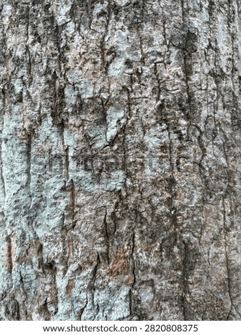 Unique and attractive tree bark background featuring natural patterns, rough textures, and organic details, creating a rustic nature surface ideal for creative designs and backgrounds.