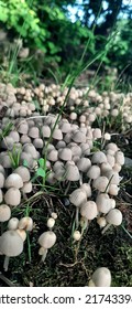 Unique Baby Mushrooms In Sunlight 