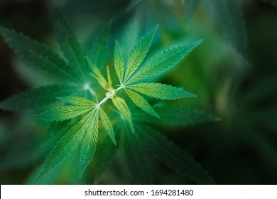 Unique beautiful leaves of the marijuana cannabis plant, growing organic cannabis background herb on the farm