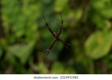 A Unique and Beautiful Spider is Making It's Nest In The Garden - Shutterstock ID 2314951985