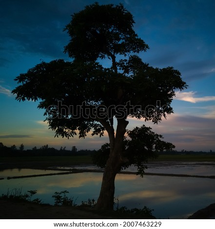 An Unique And Beautiful Tree With Colourful Clouds And The Reflection Of Colourful Clouds On Water And Some Tree At Evening In Bangladesh 
