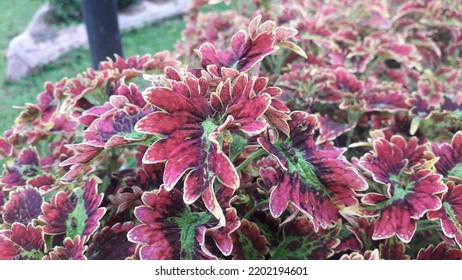 Unique Beauty Background Of Red Coleus Leaves In The Park