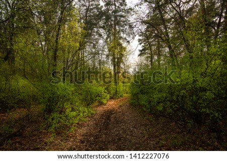 Wald im Frühling Erholung