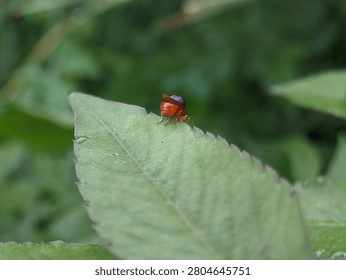 Unique beetle-backed fly preparing for flight with open protective scutellum casing