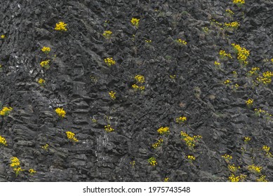 Unique black volcanic basalt columnar rockface with blooming yellow Aurinia saxatilis plants