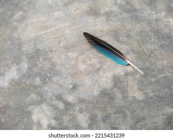 Unique Blue Bird Feathers On A Concrete Background