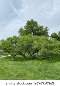 A unique, broad tree with multiple gnarled trunks and sprawling green branches sits gracefully on a manicured grassy hill, under an overcast sky, creating a serene and picturesque landscape.