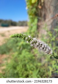 Unique Catnip Flower Imposes Its Presence