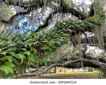 The unique coastal landscape of Georgia’s Jekyll Island lowcountry is a popular slow travel tourism destination. Resurrection ferns are seen growing on a live oak tree.