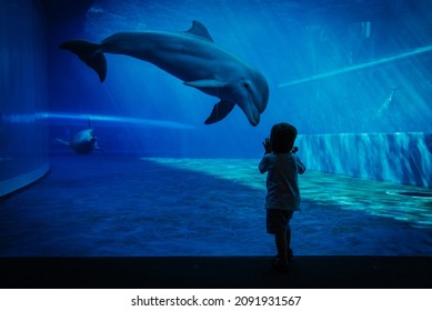 Unique communication moment between dolphin and little child - Powered by Shutterstock
