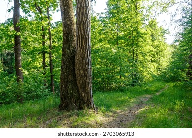 Unique conjoined pine and birch trunks anchor a vibrant spring forest scene. Dappled sunlight illuminates the winding woodland path, highlighting nature's peculiar bond