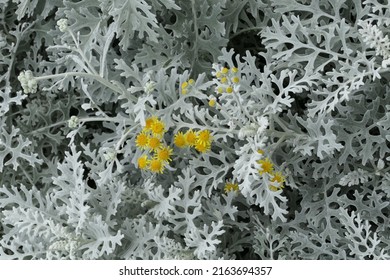 Unique Dusty miller flowers. Its leaves are gray.