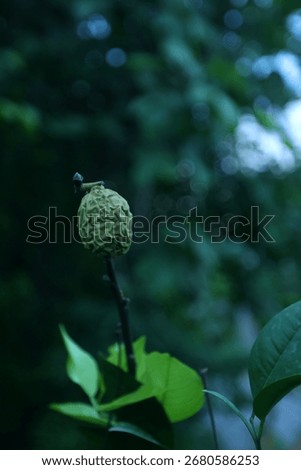 Unique exotic fruit with rough patterned rind hangs solitary on a dark slender branch against blurred greenery. The ovoid form carries pronounced ridges and irregular surface, highlighted