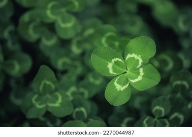 Unique find of a rare lucky four leaf clover in a field of clovers. For St Patrick's Day or symbolizing luck, fortune, and prosperity. - Shutterstock ID 2270044987