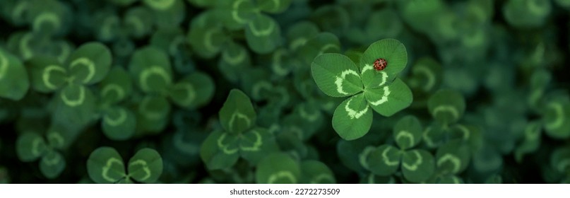Unique find of a rare lucky four leaf clover with a little red ladybug or ladybird insect. Symbolizing luck, fortune, and prosperity. - Shutterstock ID 2272273509