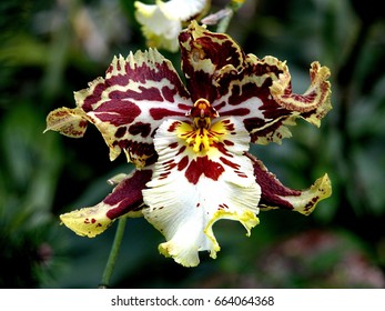 Unique Flower