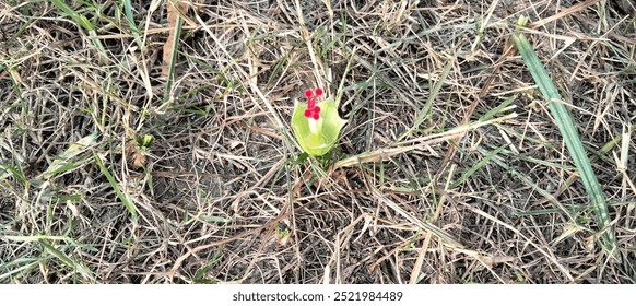 Unique flowers that appeared from the ground after the ground's grass was harvested
