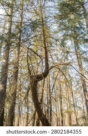 A unique, gnarled tree trunk stands out amidst a dense forest of tall conifers reaching towards the sky