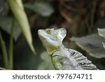 A unique and greenish lizard