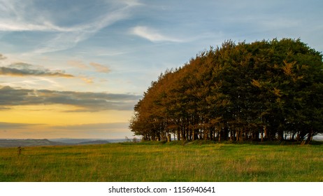 A unique group of trees captured in some brilliant light
