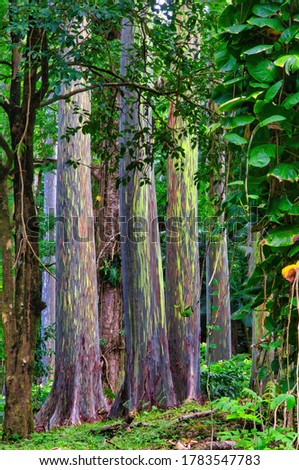Unique grove of rainbow eucalyptus trees growing in the rain forest along the road to hana on Maui.