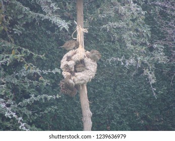 Kids Bird Feeder Stock Photos Images Photography Shutterstock