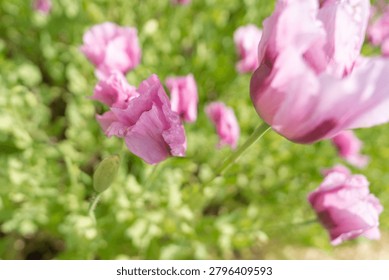 A unique high-angle close-up shot looking down into the core of a vibrant purple poppy flower surrounded by green leaves. Perfect texture background for beauty products and artistic designs. Detailed