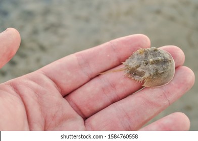 A unique image of a tiny baby horseshoe crab on a humans hand for size comparison. These invertebrates are closely related to spiders and live in muddy estuaries where they search for food.